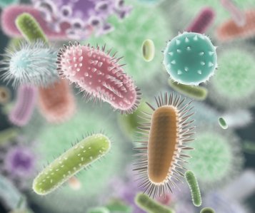 5 rozdielov medzi vírusom a baktériou